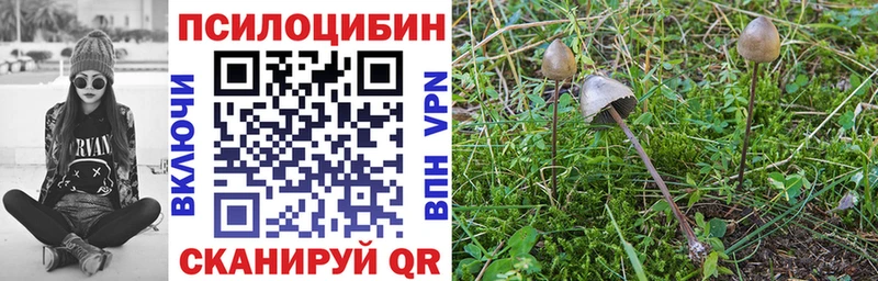 Купить где  Вихоревка  Галлюциногенные грибы мицелий 